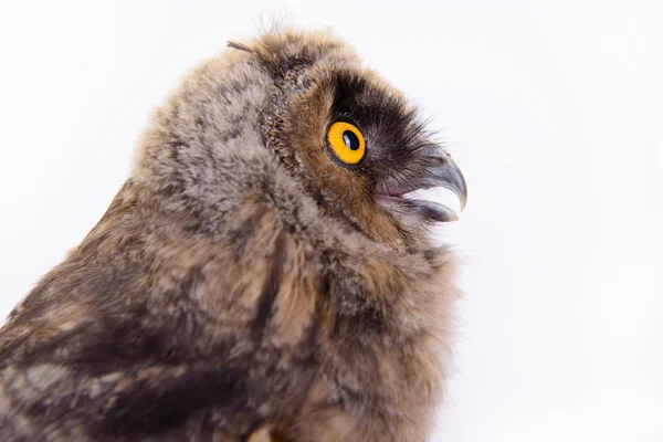 Vogeleule isoliert — Stockfoto