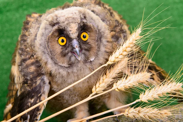 Young bird owl — Stock Photo, Image