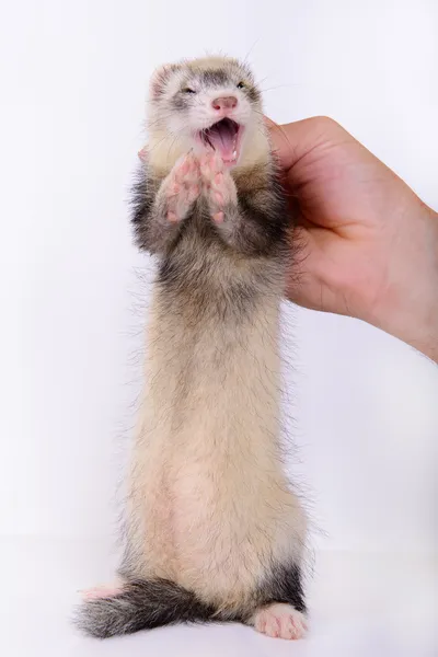 Pequeno roedor de animais — Fotografia de Stock