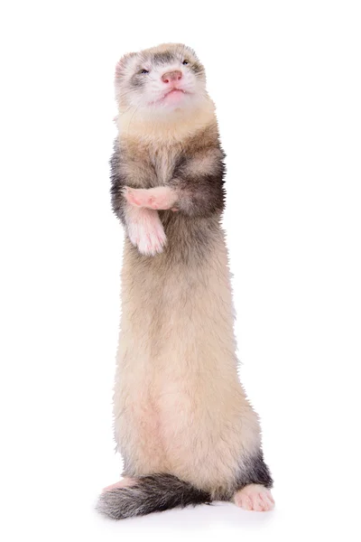 Pequeño roedor animal — Stockfoto