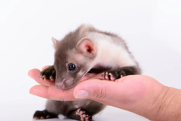 Marder in menschlicher Hand — Stockfoto