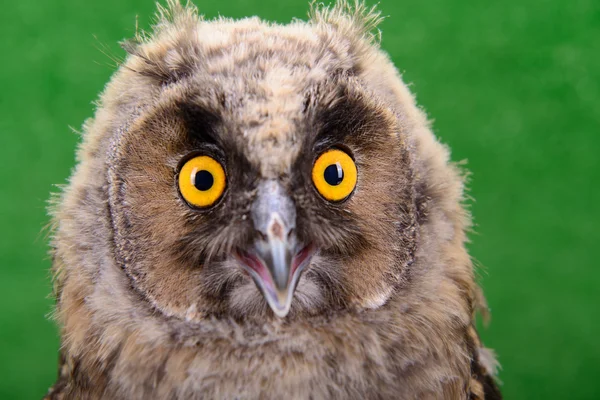 Young bird owl — Stock Photo, Image