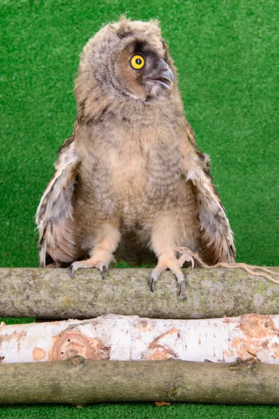 Young bird owl — Stock Photo, Image
