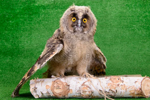 Young bird owl — Stock Photo, Image