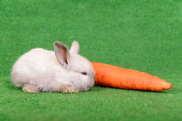 Lapin à la carotte — Photo