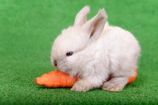 Lapin à la carotte — Photo