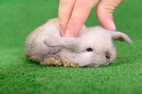 Little newborn rabbit — Stock Photo, Image