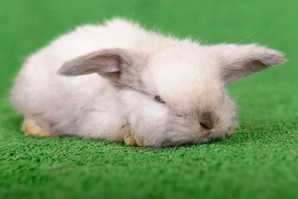 新生的小兔子 — 图库照片