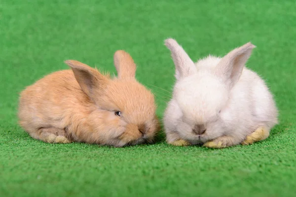 Small newborn rabbits — Stock Photo, Image