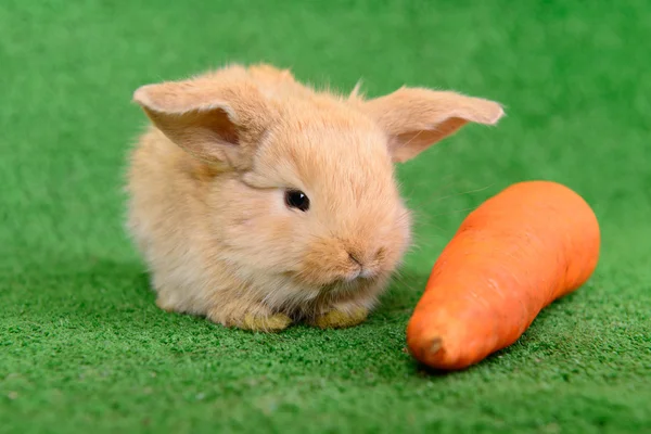Rabbit with carrot — Stock Photo, Image