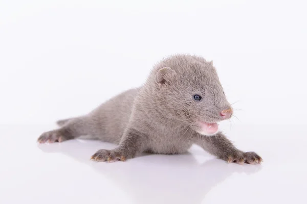 Grå djur mink — Stockfoto