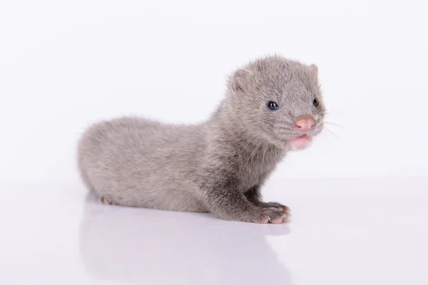 Grijze dierlijke nerts — Stockfoto