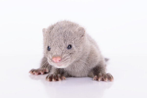 Серая норка
