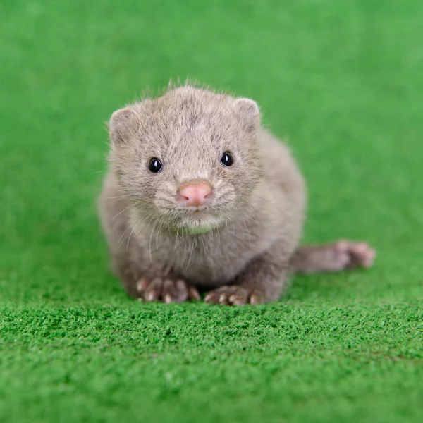 Grå djur mink — Stockfoto