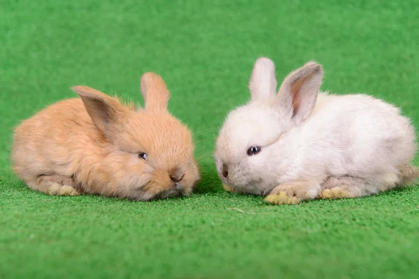 Coelhos recém-nascidos pequenos — Fotografia de Stock