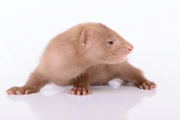 Young animal mink — Stock Photo, Image