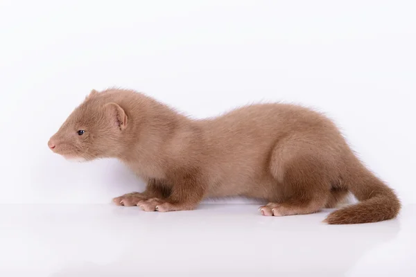 Young animal mink — Stock Photo, Image