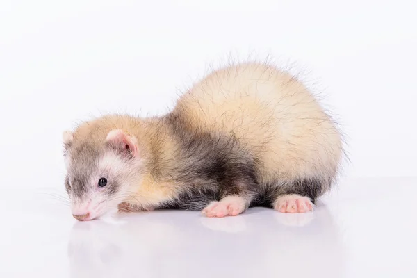 Jonge dieren ferret — Stockfoto