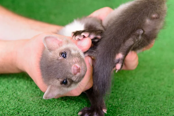 Marten in menselijke hand — Stockfoto