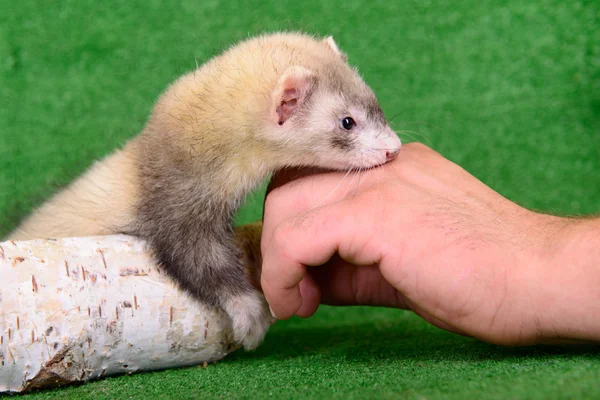 小型の齧歯動物フェレット — ストック写真