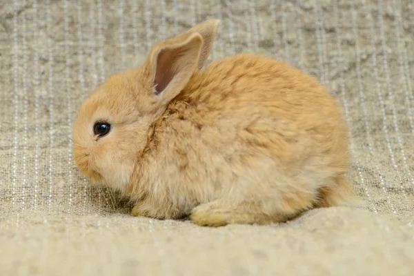 Nyfödda brun kanin — Stockfoto
