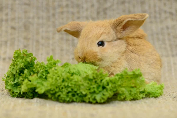 Newborn brown rabbit — Stock Photo, Image