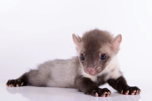 Petite martre des animaux — Photo