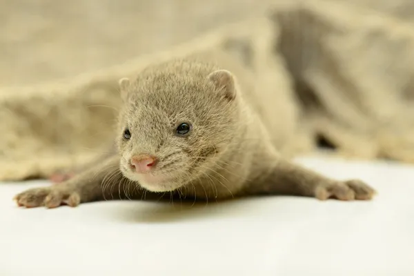 Grauer tierischer Nerz — Stockfoto