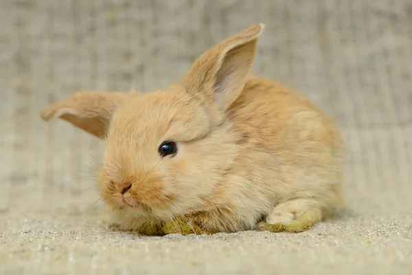 Yeni doğan kahverengi tavşan — Stok fotoğraf