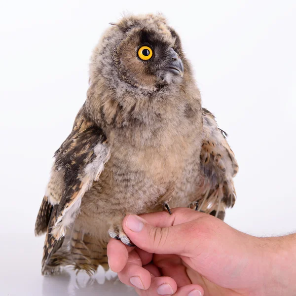 Young bird owl — Stock Photo, Image