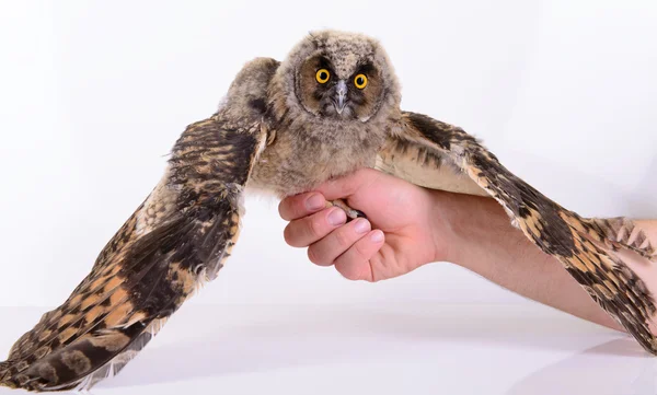 Young bird owl — Stock Photo, Image