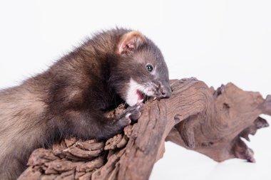 small rodent ferret clipart