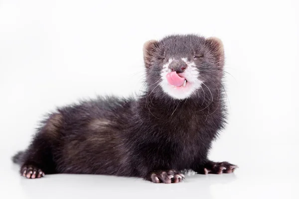 Kleine knaagdieren ferret — Stockfoto