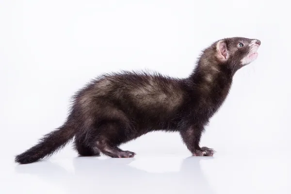 Pequeno furão-roedor — Fotografia de Stock
