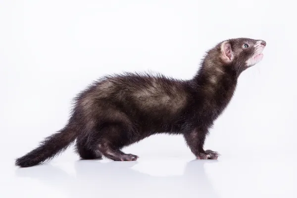 Kleine knaagdieren ferret — Stockfoto