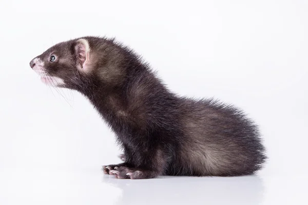 Small rodent ferret — Stock Photo, Image