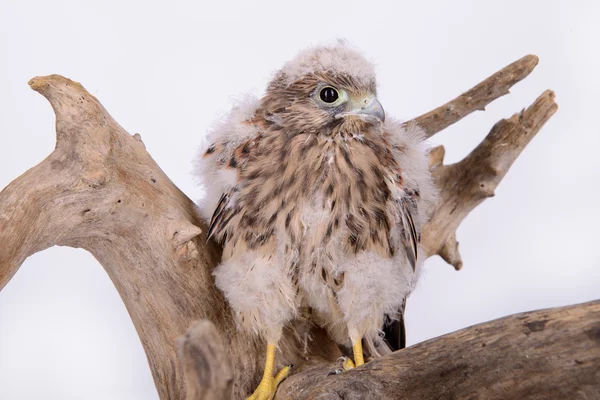 Jonge chick hawk — Stockfoto