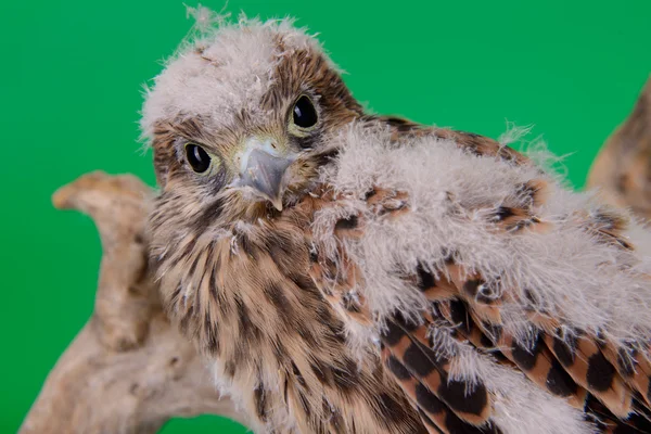 Young chick hawk — Stock Photo, Image