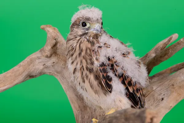 Young chick hawk — Stock Photo, Image