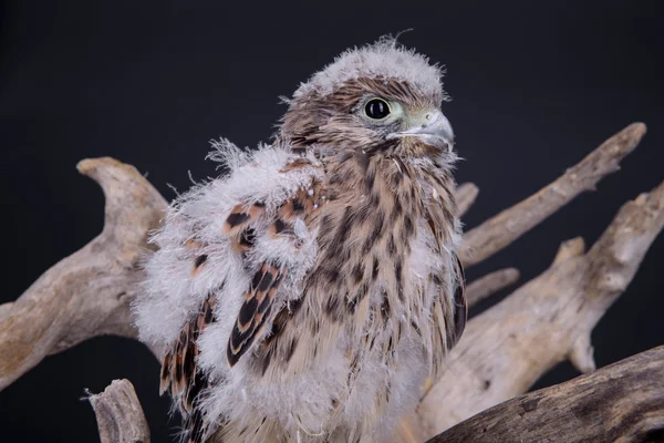 Young chick hawk — Stock Photo, Image