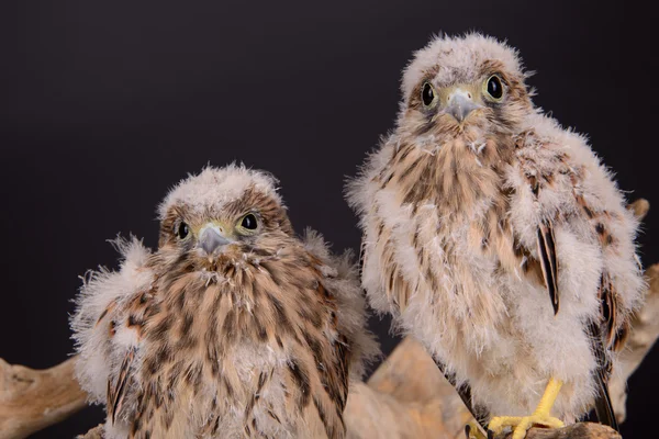 Jeune poussin faucon — Photo