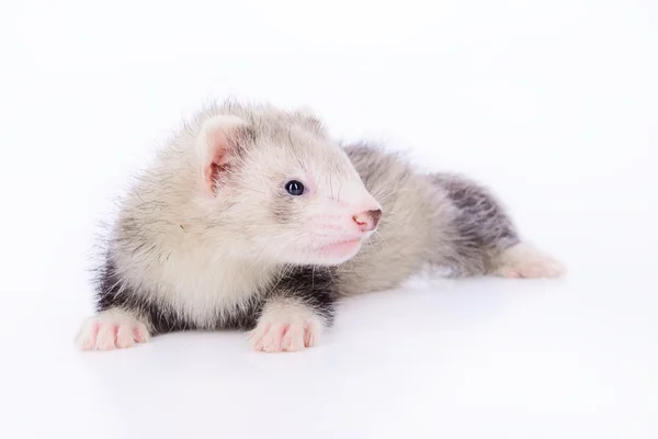 Невеликий гризунів ferret — стокове фото