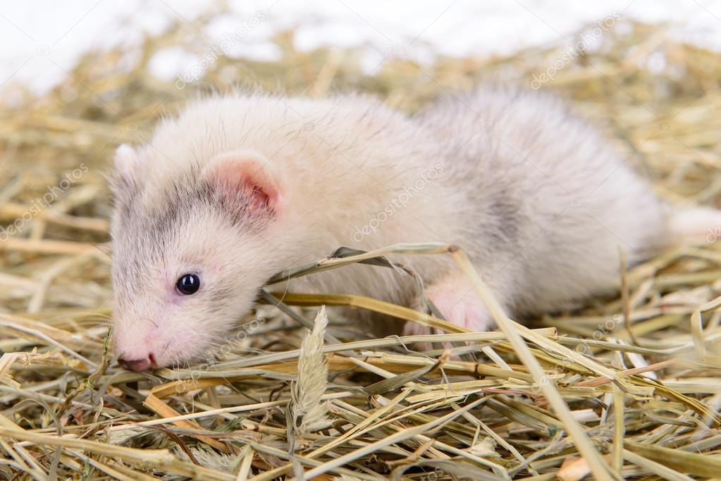 small rodent ferret