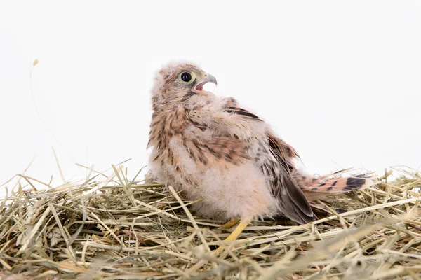 Falcon mladý pták — Stock fotografie