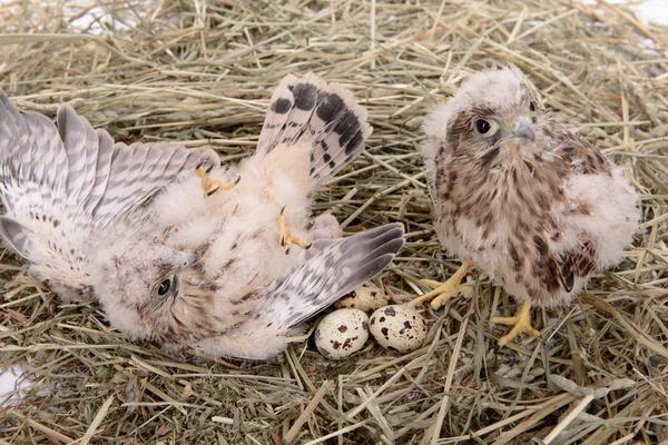 Falcon mladý pták — Stock fotografie