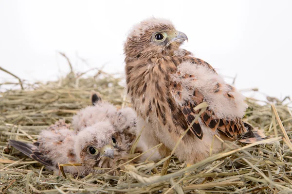 Jungfalkenvogel — Stockfoto