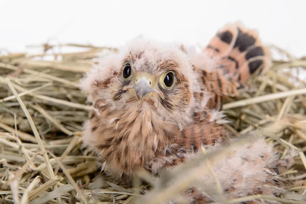 Giovane uccello falco — Foto Stock