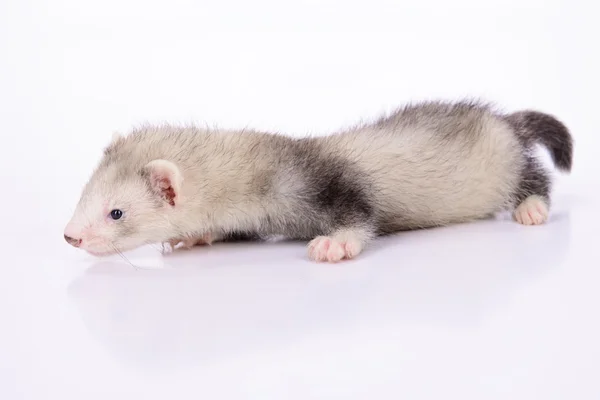 Kleine knaagdieren ferret — Stockfoto