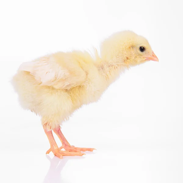 Mignon petit poulet — Photo