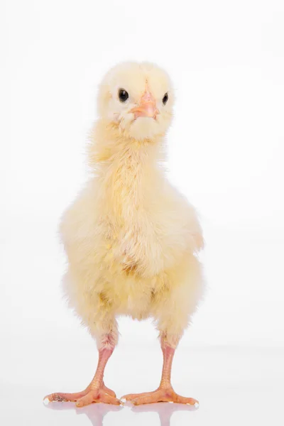 Lindo poco pollo —  Fotos de Stock